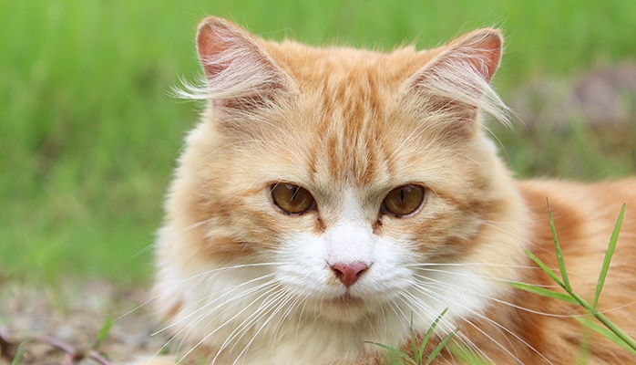 Déclaration de Toulon sur la personnalité juridique de l'animal